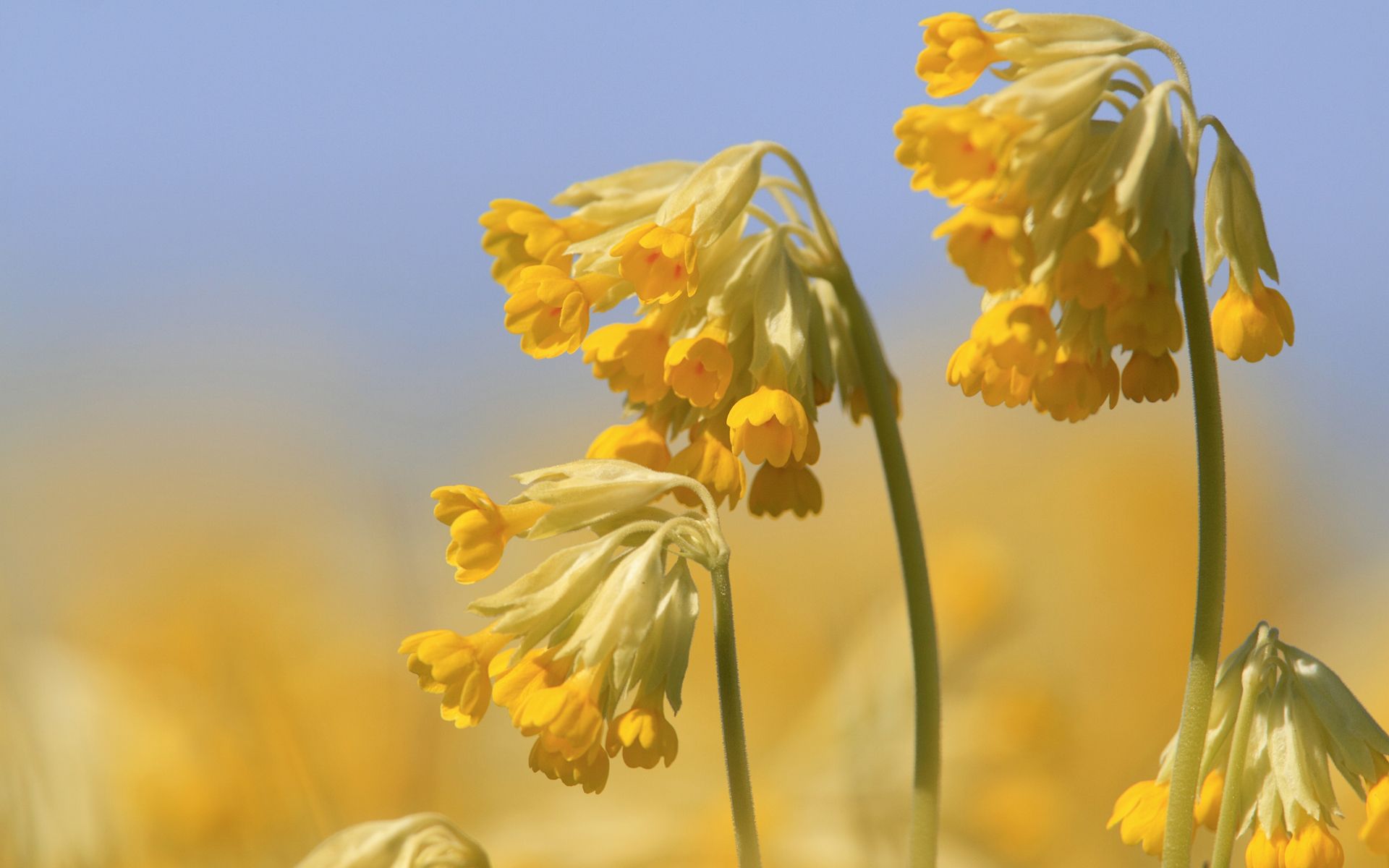 一码一肖100%精准,实地观察数据设计_SBI50.468桌面版