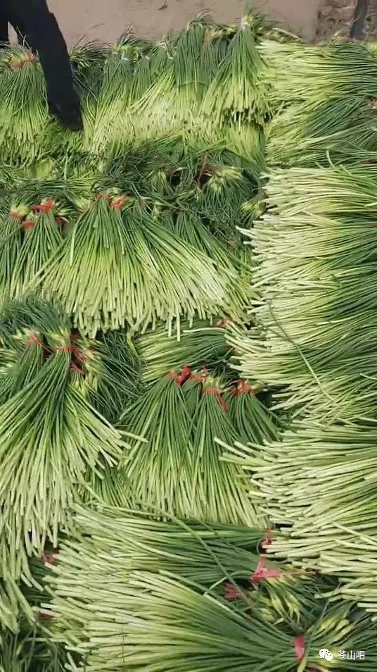 苍山蒜苔最新出库价格探讨与分析