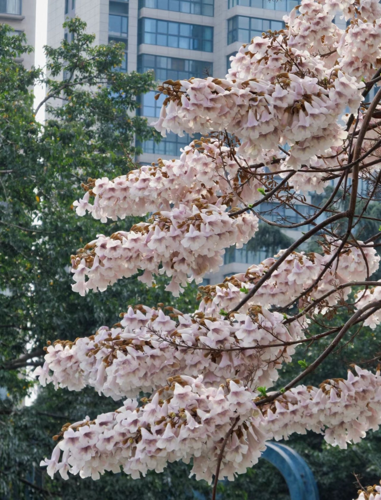 郑州梧桐花语最新动态,自然美景之旅,探寻内心的平和宁静