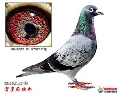 搜鸽网比利时最新视频，小巷深处的独特风味探秘之旅