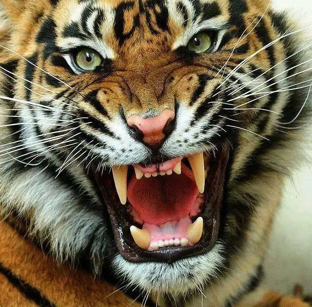 2024年白老虎免费公开,高速应对逻辑_YVJ38.605亲和版