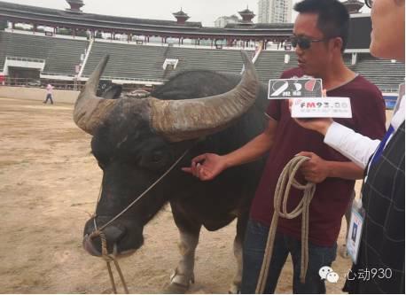 泸西一号牛王,科技引领发展,最新动态揭示未来趋势