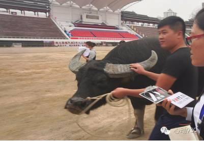 泸西一号牛王,科技引领发展,最新动态揭示未来趋势