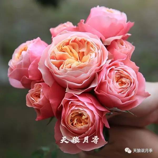 天狼分享月季最新视频，带你欣赏月季之美