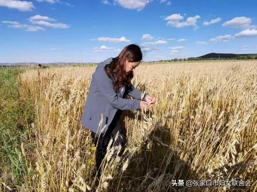 河北种业最新动态，种子中的希望与未来力量展望