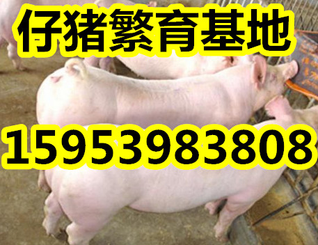 仔猪价格行情分析，市场走势与探索自然美景的旅行体验