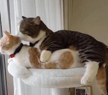 猫咪新动态揭秘，时代变迁下的猫界风云