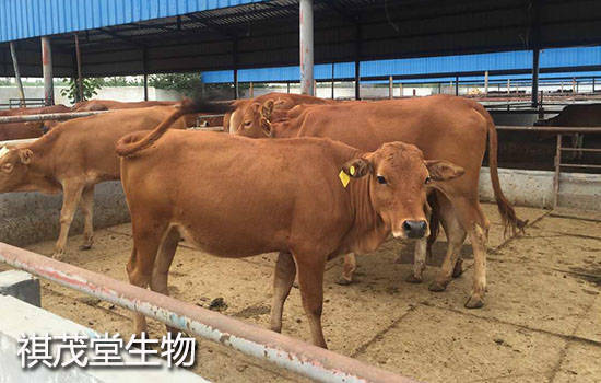 未来牛行情展望，市场趋势与发展预测