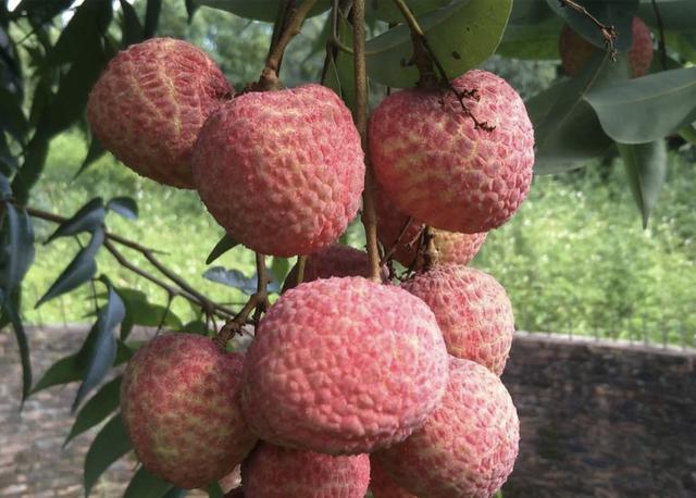 广东珠江电视台直播,文化现象的多维透视