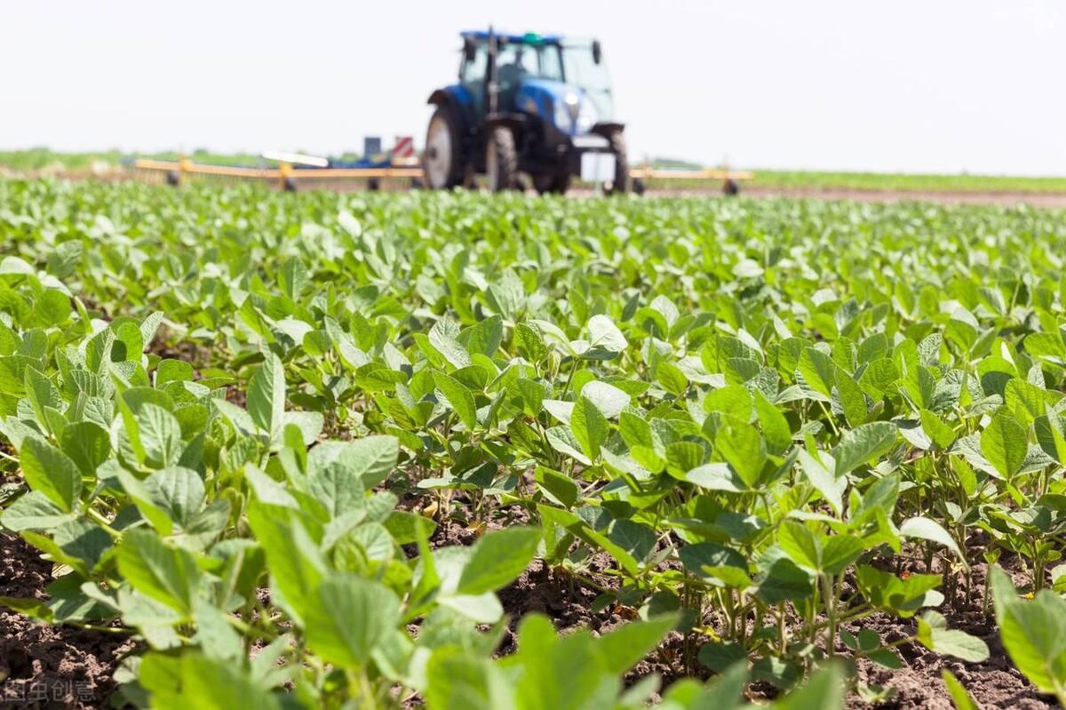 安徽大豆市场价格的最新动态与趋势分析