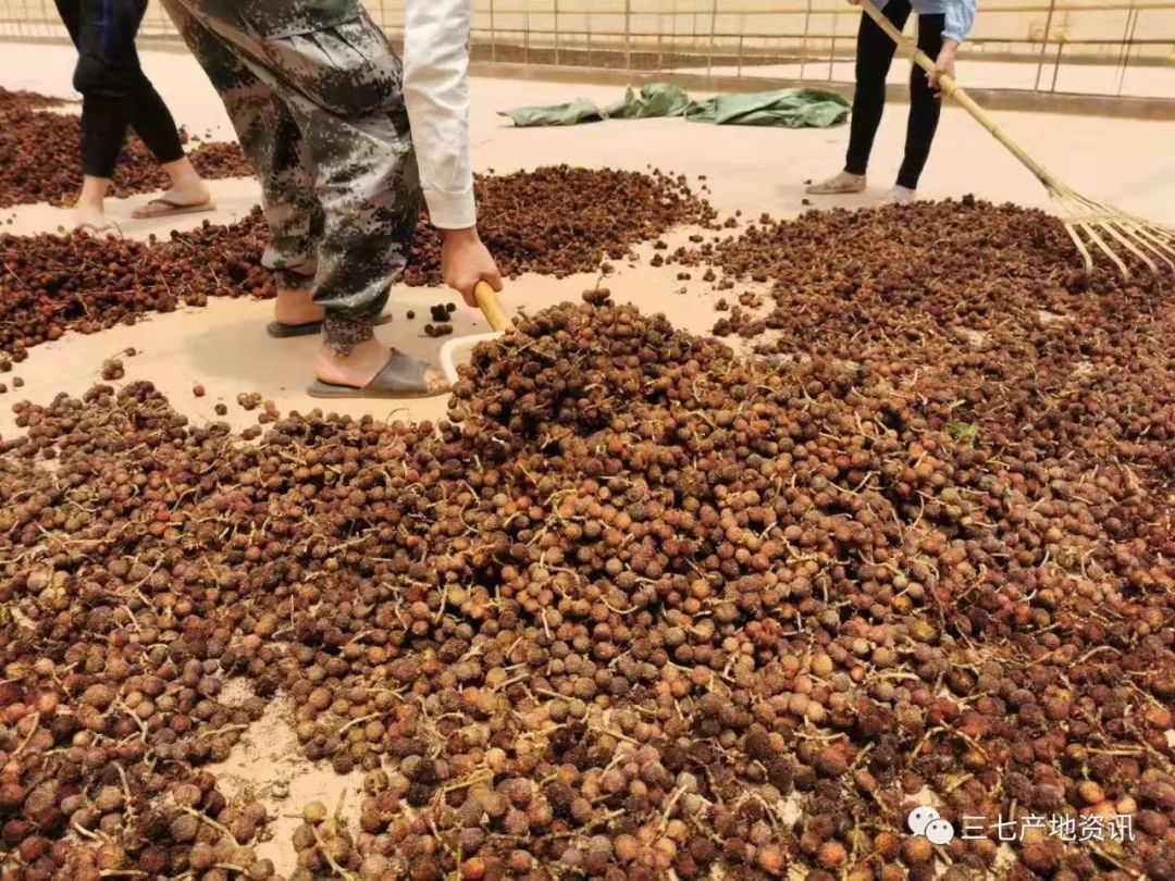 砂仁最新行情与友情的温馨交织故事