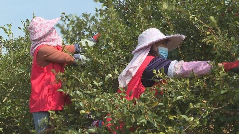 连江县蓼沿乡最新资讯,发展与挑战并存