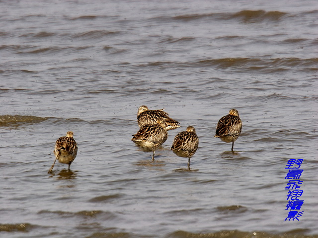 大连庄河黑岛最新动态全解析,最新指南与资讯速递
