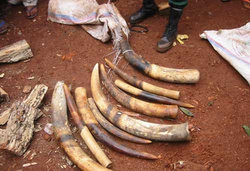 深入解析象牙价值背后的因素,象牙价格探讨