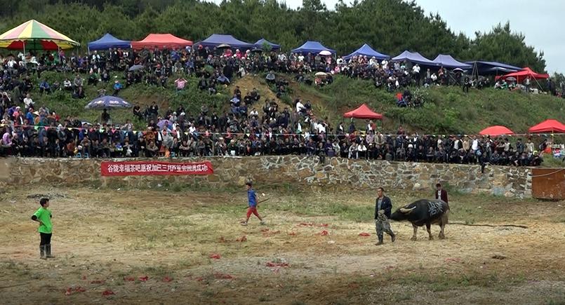 中国斗牛比赛视频,历史背景、重大事件与时代地位全解析