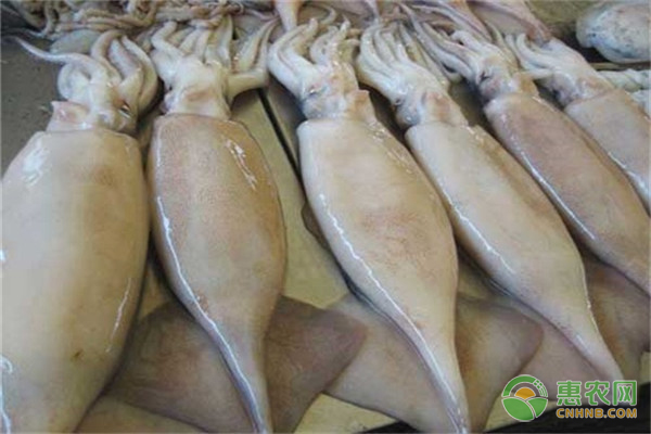 鱿鱼价格行情揭秘,一场自然美景的探寻之旅