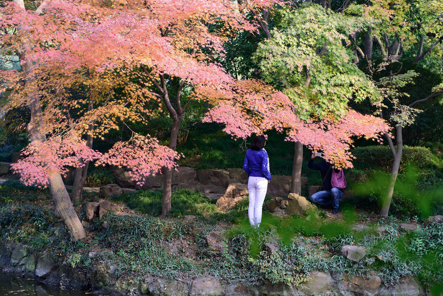 秋霞福利电影,文化现象背后的深思