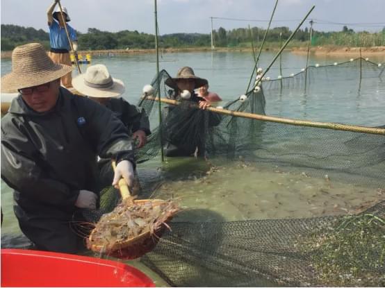 控虾村资讯,一场关于观点的深入探讨与分享