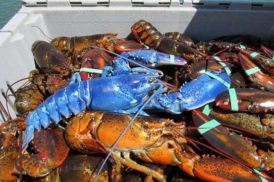 美国龙虾价格详解,购买指南与技巧