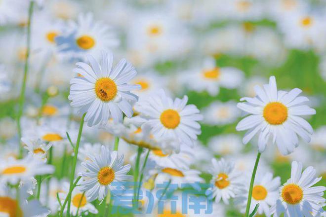 雏菊动漫制作步骤指南,从初识到成品的全过程解析