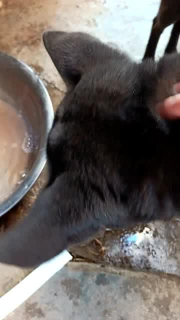 夜间猎兔行动实录,最新实况与行动步骤指南