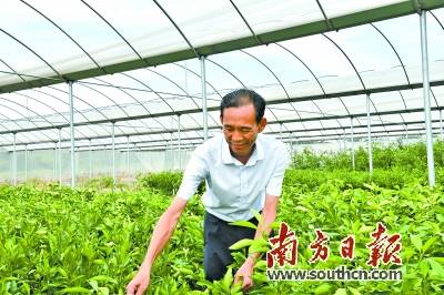 最新上市幼苗引领绿色革命,一场生机勃勃的崛起