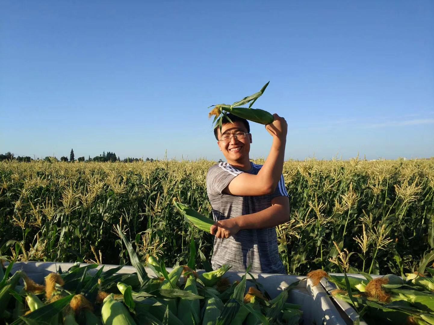 水果玉米行情深度解析,背景、事件与产业地位回顾
