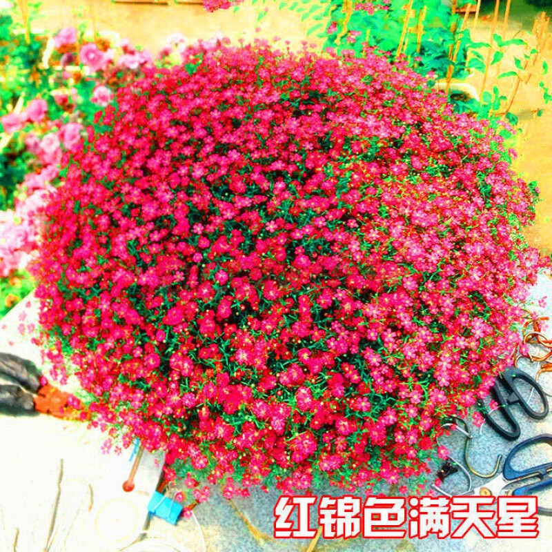 满天星种子价格,科技与生活交汇的新焦点