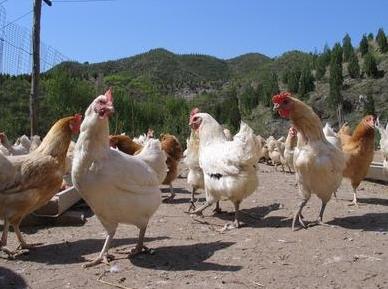 辽宁淘汰鸡市场价格回顾与影响因素分析
