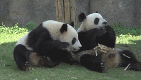 最新大熊猫动态,保护与发展之间的平衡观点探讨