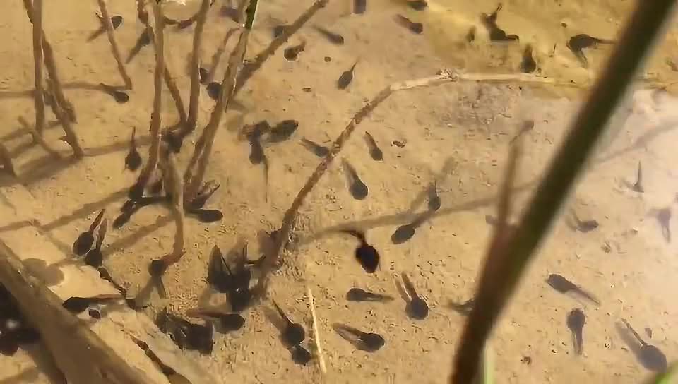 蝌蚪窝最新播放视频,变化中的学习带来自信与成就感