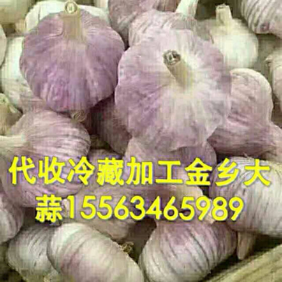 金乡大蒜今日价格及市场走势与影响因素分析