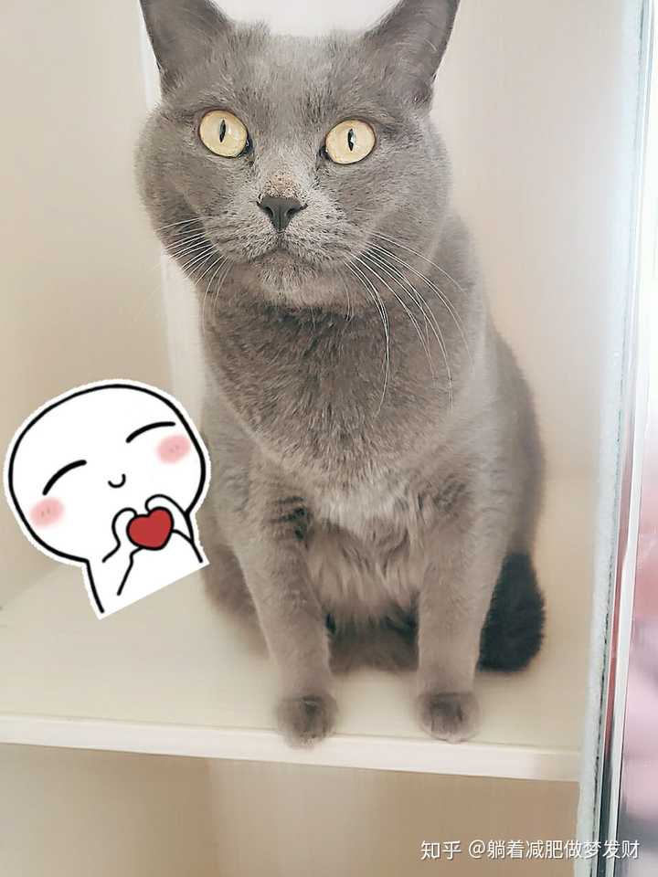 喵咪最新地址,科技前沿引领,重塑生活体验新篇章