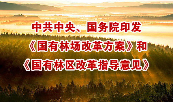 国有林区改革最新动态与森林中的温情故事揭秘