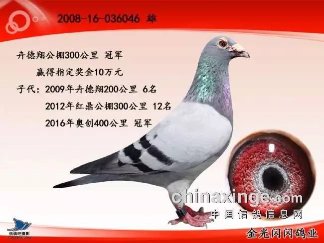 一只奇鸽最新版,与自然美景的邂逅,探寻内心平和之旅