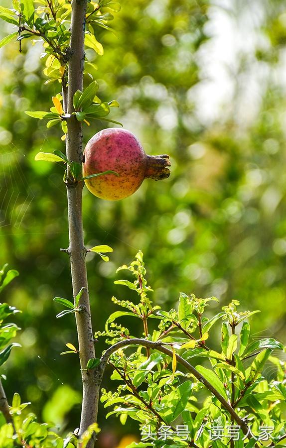 一颗石榴的励志故事,感受学习变化的力量,石榴熟了最新篇章开启