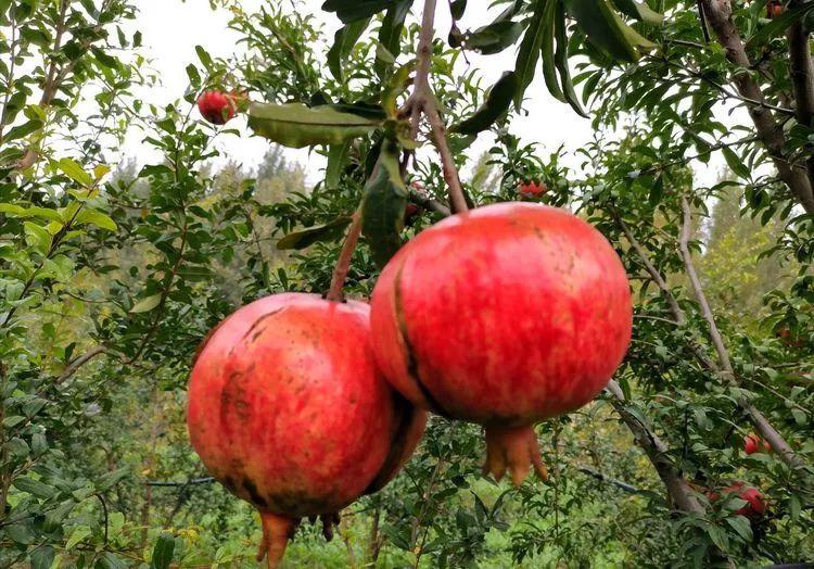 一颗石榴的励志故事,感受学习变化的力量,石榴熟了最新篇章开启