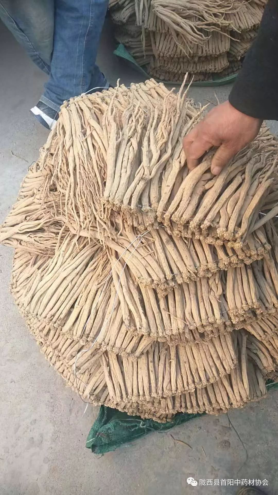 安国黄芪最新价格,探寻自然美景之旅,寻找内心平和与宁静的旅程