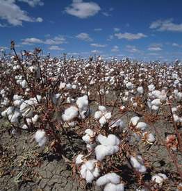 籽棉最新价格及自然美景旅行探索摘要