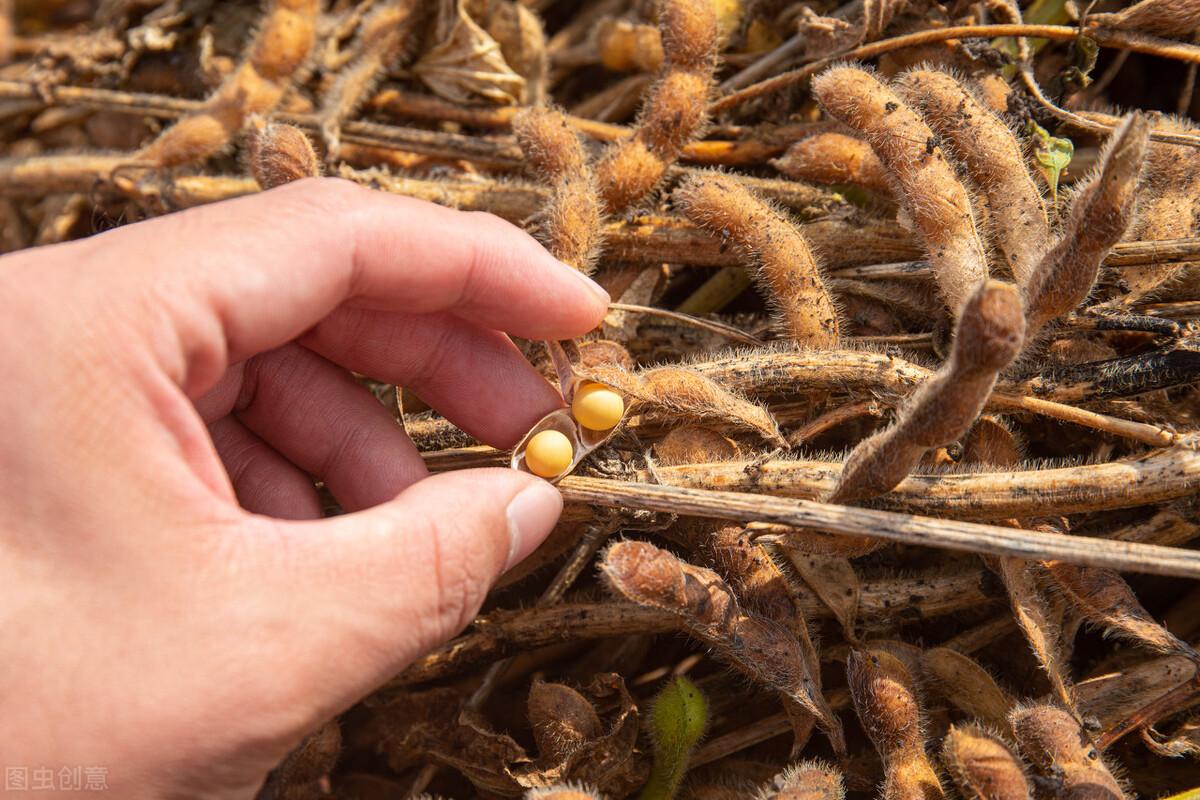 黄豆最新价格行情及其影响因素深度解析