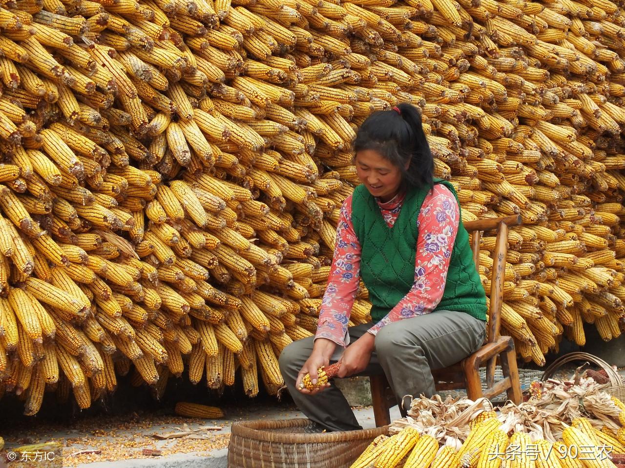 黄豆最新价格行情及其影响因素深度解析
