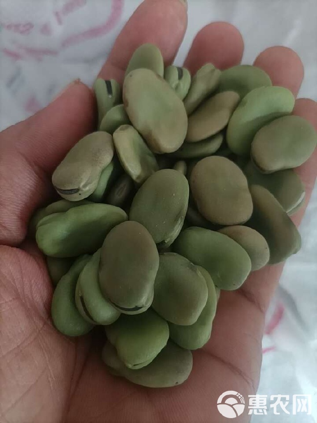 2024蚕豆价格最新动态,市场走势分析