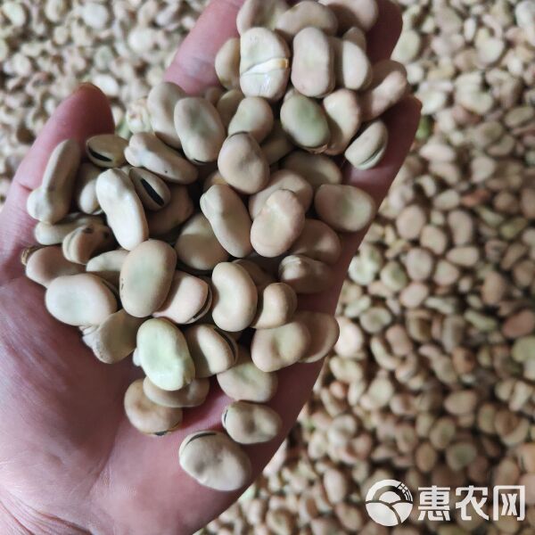 2024蚕豆价格最新动态,市场走势分析