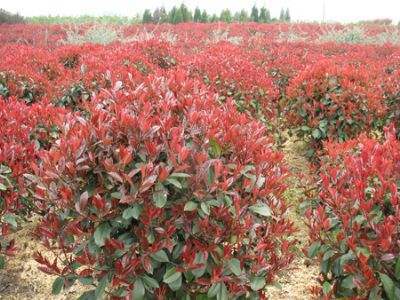 红叶石楠球最新价格表,市场走势分析与选购指南