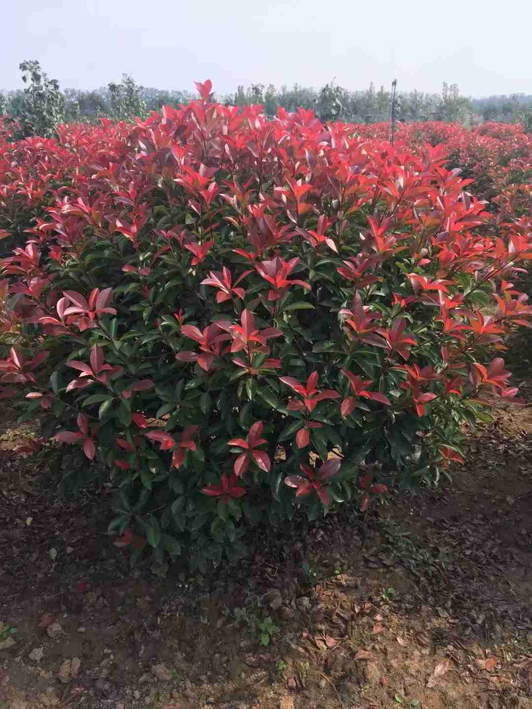 红叶石楠球最新价格表,市场走势分析与选购指南