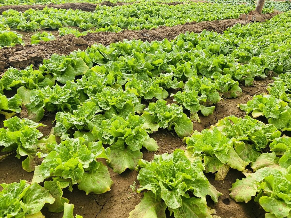 最新蔬菜行情,种植希望,成就自信与收获的季节