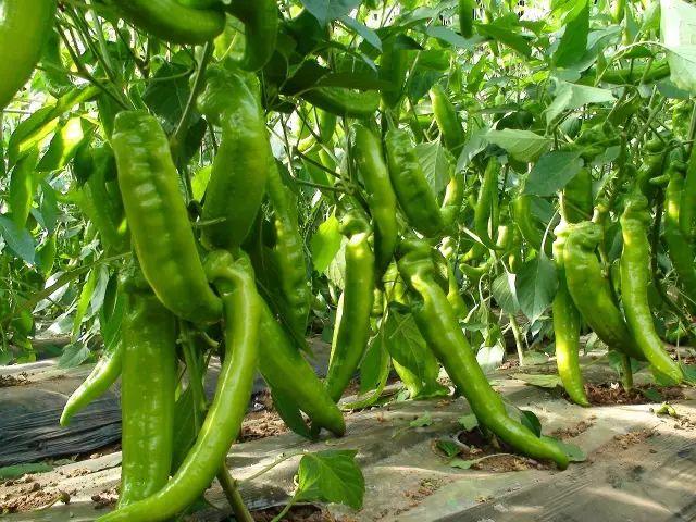 最新蔬菜行情,种植希望,成就自信与收获的季节