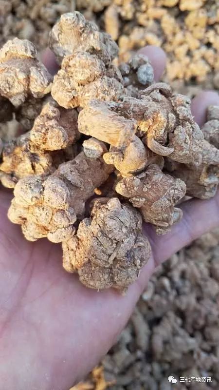 科技重塑生活,最新三七价格的高科技之旅