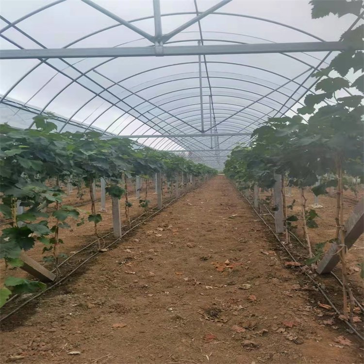 最新葡萄避雨棚技术,变革的力量与自信成就的实践指南