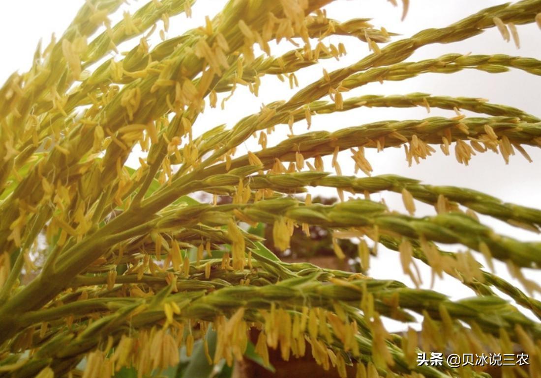 山东泰安玉米最新价格揭秘,温情故事背后的真实行情